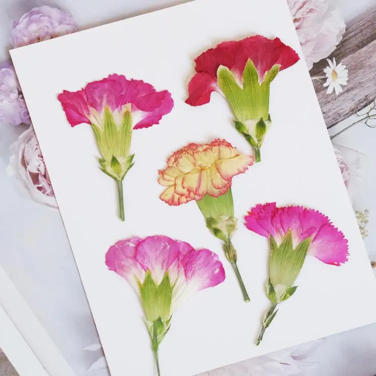 Dried Flower Bookmark - 6pcs/4-7cm,Carnation dried flowers branches,pressed flower DIY