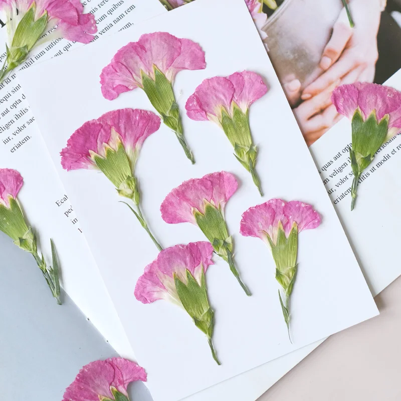 6pcs/4-7cm,Carnation dried flo - Dried Flower Bookmark recension och pris