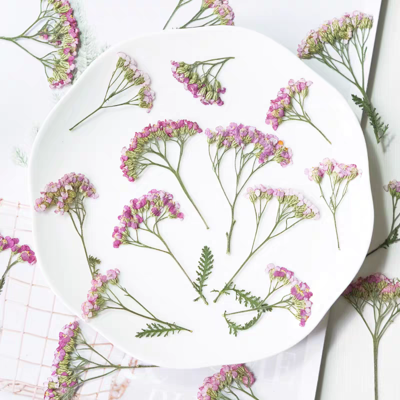 60pcs Pressed Dried Yarrow Ach - Dried Flower Bookmark recension och pris
